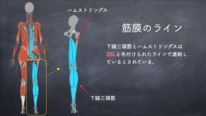 ストレッチ　筋膜のライン
